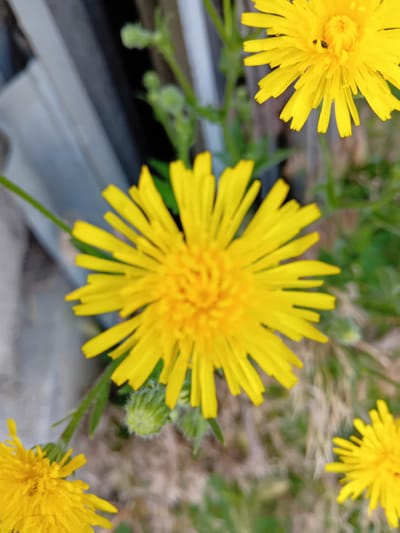 The image displays a close-up view of yellow dandelion flowers and their buds against a blurred background of green grass and what appears to be a light-colored, textured surface, possibly a fence or wall. The foreground features a prominent, fully bloomed dandelion with thin, ray-like petals radiating from its center. To the lower left and upper right, partial views of other yellow dandelions are visible. A small, fuzzy green bud is situated between the main flower and the upper right flower. The lighting suggests an outdoor setting, likely during daylight. The scene depicts a natural, botanical subject matter within an urban or suburban environment, possibly in Dubossary, Moldova, given the context provided. No people or specific actions are depicted.