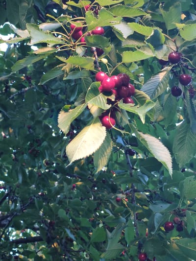 This media file captures a close-up view of a cherry tree laden with ripe, dark red cherries. The image is dominated by the vibrant red fruit and lush green leaves, suggesting a harvest season in progress. The leaves are varied in their presentation, with some appearing healthy and bright green, while others show signs of wear, such as torn edges or lighter, almost bleached-out areas, possibly due to sun exposure or the natural drying process of the foliage. The cherries are clustered together on thin stems, hanging from branches that are partially visible.
The lighting suggests it is either early morning or late afternoon, with soft light filtering through the canopy, highlighting the texture of the leaves and the glossiness of the cherries. The overall impression is one of natural abundance and the beauty of a fruit-bearing tree.
The scene is set in Kochmar, Bulgaria, a location cue that can evoke thoughts of rural landscapes and agricultural traditions. There is no visible text in the image. The focus is entirely on the natural elements, creating a serene and slightly rustic atmosphere. The composition draws the viewer's eye to the clusters of cherries, emphasizing their ripeness and the bounty of the tree.