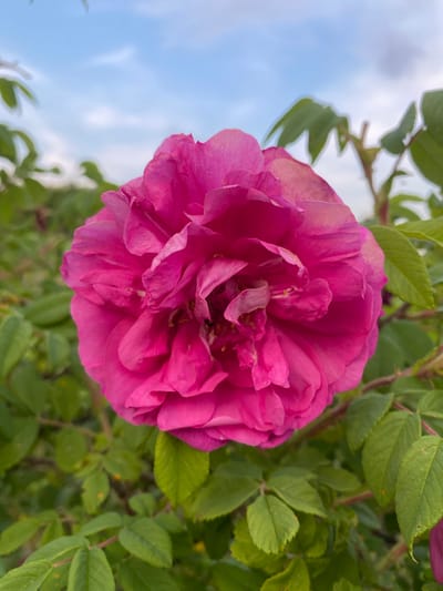 A close-up, eye-level shot showcases a vibrant pink rose in full bloom, its velvety petals a tapestry of light and shadow. The rose is the dominant subject, positioned centrally in the frame. Its intricate layers of petals unfurl outwards, revealing a delicate, ruffled texture. Surrounding the rose are lush green leaves, some in sharp focus and others softly blurred, creating a natural, garden-like setting. In the background, a pale blue sky with wispy white clouds provides a serene backdrop. The image composition draws the viewer's attention to the exquisite detail and rich color of the rose. The overall impression is one of natural beauty and tranquility. The presence or absence of specific details regarding Yuryatino, Russia, is not inferable from the provided image.