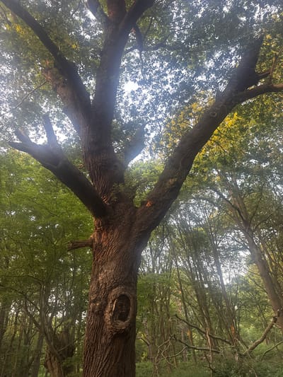 This is a vertical, low-angle shot of the trunk and branches of a large, mature oak tree in a forest. The tree has a thick, gnarled trunk with deep vertical grooves. A prominent, oval-shaped hollow is visible in the lower portion of the trunk. Large branches extend upwards and outwards, with many smaller branches and leaves creating a dense canopy. Sunlight filters through the leaves, creating bright highlights and dappled shadows. The background consists of more trees, with a slightly hazy sky visible through the foliage. The overall impression is one of natural, wild growth within a woodland environment. The location is identified as Weald Country Park, Brentwood, United Kingdom. There are no people or animals visible in the image.