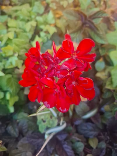 A cluster of vibrant red geranium flowers is the central focus of this image, set against a backdrop of lush green and dark foliage. The flowers, with their delicate petals, are clustered tightly together, some appearing slightly wilted or damaged. A few pale green and white striped leaves are interspersed within the foliage. The lighting suggests an outdoor setting, possibly a garden or park in Verkhovskoye, Russia, with a hint of soft sunlight filtering from the top right of the frame. The overall impression is one of natural beauty, with the bright red flowers providing a striking contrast to the surrounding greenery.