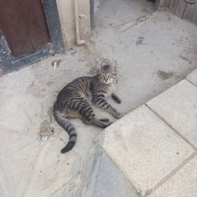 A tabby cat is lying on a concrete surface next to a wooden door frame and a stone ledge. The cat is facing the camera, with its body partially stretched out. Its fur is grey and black with distinct stripes. The concrete surface appears to be outdoors, possibly in a courtyard or alleyway, with scattered debris such as dry leaves and twigs. The lighting suggests it is daytime. The location in Çatalca, Turkey, is inferred from the context of the request.