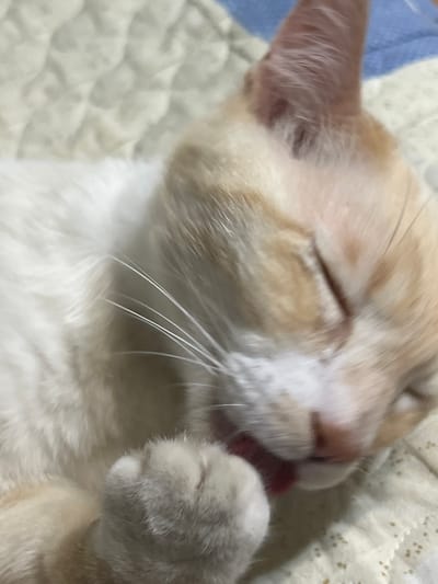 A close-up, eye-level, medium shot shows a ginger and white cat grooming its paw while lying on a quilted blanket. The cat's eyes are closed, and its tongue is visible as it licks its paw. The blanket is light-colored with a textured pattern. The background is out of focus, but appears to be another surface, possibly bedding, with some blue elements. The image is taken indoors, and the lighting is soft. There is no visible indication of the location being in Krayevsko-Armyanskoye, Russia.