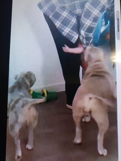 The image shows two dogs and a person's legs, possibly a child, in a room. The person is wearing a plaid shirt and dark pants. One dog is light-colored and standing on the right side of the image, facing away from the camera. The other dog is on the left, with a merle coat pattern, also facing away. A green object, possibly a toy, is visible on the floor between the dogs. The floor appears to be wood or laminate. The scene is indoors, with a plain wall in the background. The image quality is poor, with a pixelated appearance. There is no indication of the city of Вылково, Russia, or any specific location within it.