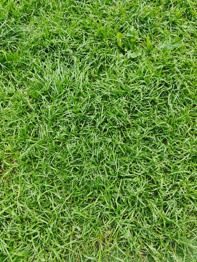 The image is a close-up, top-down view of a patch of dense green grass. The grass is of varying lengths, with some blades appearing longer and more spiky, while others are shorter and softer. There are small white or light-colored seed heads or tiny flowers interspersed throughout the grass. In the upper right quadrant of the image, there are a few broader, darker green leaves that appear to be weeds or broader-leafed plants among the grass. The ground beneath the grass is not visible. The lighting suggests an outdoor environment, possibly overcast given the lack of strong shadows. There are no people or animals present. The location is identified as Koledino, Russia.
