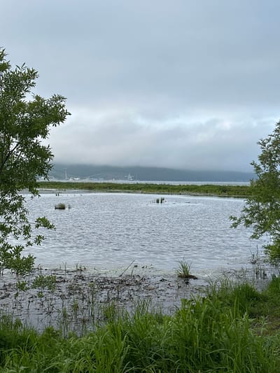 The image depicts a calm body of water, likely a bay or inlet, with a shoreline characterized by lush green vegetation in the foreground. The water is rippled, reflecting the overcast sky. In the distance, a hazy landmass is visible, partially obscured by clouds. Along the distant shoreline, industrial structures, including cranes and buildings, suggest the presence of a port or industrial area. The scene appears to be located in Vilyuchinsk, Russia, known for its naval base and proximity to the Pacific Ocean. The overall atmosphere is muted, with soft light and a sense of natural tranquility juxtaposed with industrial elements.