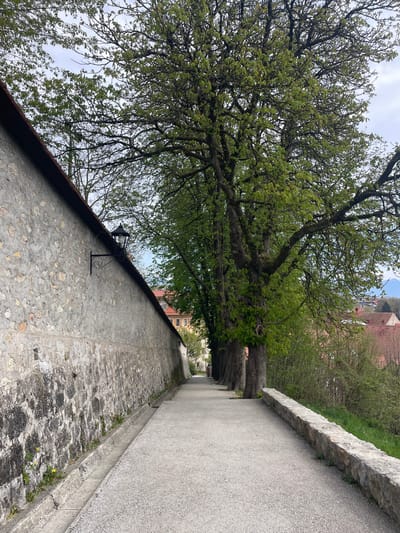 This image shows a street scene in the city of Škofja Loka, Slovenia. The street is narrow, with a wall on the left side and a raised sidewalk on the right. The surface of the street is cobblestone, and the sidewalk is made of concrete. A large tree overhangs the street from the left, its branches and foliage filling the upper portion of the frame. On the left wall, there is a decorative metal wall lamp. In the distance, the street curves slightly, leading towards an indistinct area of buildings and trees. The sky is overcast.
