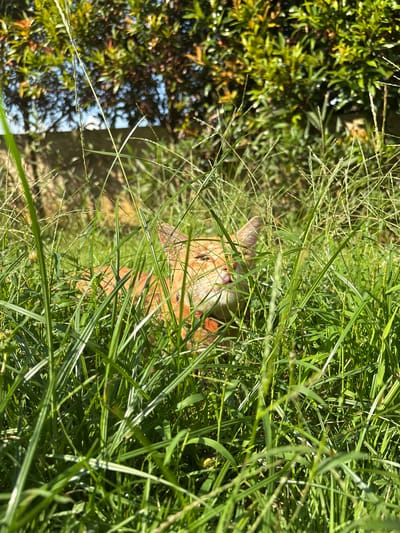 A cat is partially hidden in tall grass. The location is Cemagi, Indonesia. Part of a tree with dense foliage is visible to the left of the cat. The scene is sunlit.