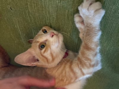 The image shows a close-up, overhead view of an orange and white tabby cat lying on a green textured surface, possibly a sofa. The cat is on its back, with its front paws extended upwards. Its eyes are open and looking upwards, and its mouth is slightly open. A red collar is visible around its neck. A human hand is visible in the bottom left corner of the image, appearing to pet the cat. The background is a solid green color with a visible fabric texture. There is no indication of the city of Liên Nghĩa, Vietnam in the image.