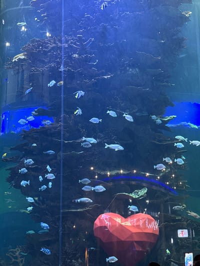 This image displays a large, vertically oriented marine aquarium tank located in Shinan District, China. The tank is filled with blue-tinted water and features extensive artificial coral formations that rise from the base, creating a multi-layered reef environment. Numerous fish species, including distinctively striped Moorish Idols and various schools of silver-bodied fish, are actively swimming throughout the tank. In the lower-right section, a large, faceted red heart-shaped decoration, adorned with white script or patterns, is suspended and illuminated. Decorative amber point lights and a blue light strip are visible horizontally across the mid-section of the tank. A human head and a hand holding a mobile phone, positioned for photography, are partially visible at the extreme bottom-right of the frame, indicating a viewer observing the scene.