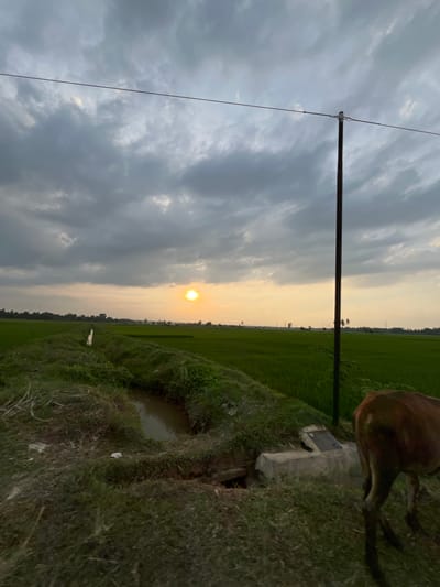 A cow stands on the right side of the frame, facing left and away from the camera, its body angled towards the foreground. The ground in the foreground consists of dry grass and soil, with a small trench of murky water visible to the left. Beyond the trench, a pathway runs alongside a lush green rice paddy field. The field stretches into the distance, with a line of trees marking the horizon. A utility pole stands tall in the middle ground, with a wire running horizontally across the frame. The sky is overcast with dark, textured clouds, through which a bright, hazy sun is visible, casting a warm glow. The overall scene suggests an agricultural landscape in Uleegampong, Indonesia, during a cloudy sunset.