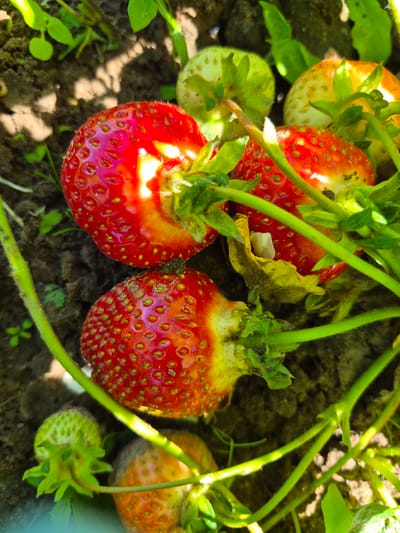 The image shows a close-up of several strawberries growing on a plant in soil. The strawberries are various stages of ripeness, with some being bright red and others appearing lighter in color, possibly indicating they are not fully ripe. Green stems and leaves are visible, interwoven with the fruit. The soil appears dark and earthy. The lighting suggests it is daytime, with sunlight casting shadows and highlighting the textures of the strawberries and leaves. The location is specified as Gardamas, Lithuania.