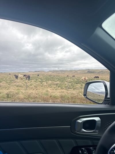 The image presents a perspective from inside a dark-colored vehicle, looking out through the side window at a pastoral landscape. The car's interior is visible on the left and top, featuring a modern design with quilted stitching on the door panel and a metallic door handle or control. The side rearview mirror is prominent, reflecting the cloudy sky and distant ground, and displays a small triangle icon, likely a blind spot indicator.

Outside the car, a wide, open field extends under an overcast sky. The ground is covered in dry, yellowish-brown and patches of green grass, suggesting a rugged terrain. Numerous Icelandic horses are scattered across the field; at least six are clearly visible, showcasing various coats including dark brown, light tan, and white/cream. Some horses appear to be grazing, while others stand idly. A simple fence post is visible among them. In the distance, faint hills or mountains merge with the horizon beneath the extensive cloud cover. The scene depicts a tranquil, natural environment in Breiðabolsstaðir, Iceland, characterized by its unique equine population and expansive landscapes under a daytime, cloudy sky. No human figures are present, and the car appears to be stationary or moving slowly, allowing for a clear view of the horses.