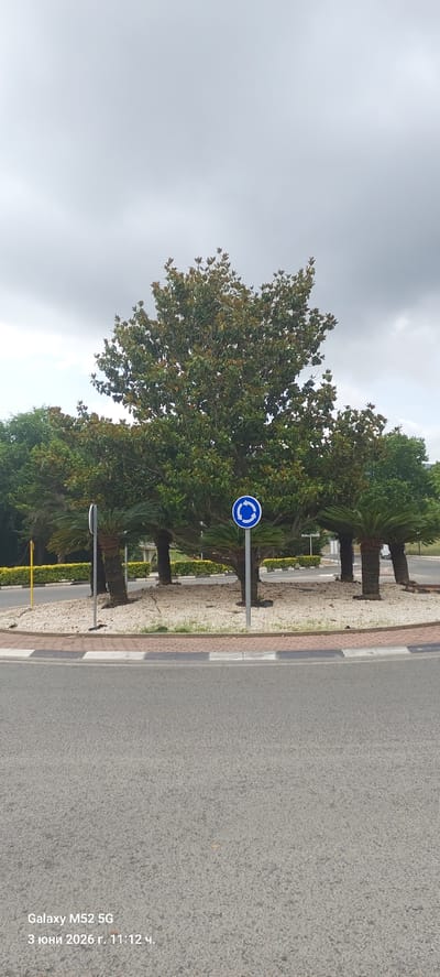 The image depicts a roadside scene, likely a street or intersection area, under an overcast sky. A gray asphalt road occupies the right side of the frame. It is bordered by a curb constructed from alternating dark and light gray/white rectangular blocks. To the left of the curb lies a landscaped strip, appearing as a median or a planted area beside the road. This strip is covered with light-colored gravel or small stones.

Several trees are planted along this strip. Prominently featured are large trees with dense, broad, dark green leaves, some showing reddish-brown undersides or new growth, resembling magnolias. Further back, several shorter trees with stout, textured trunks and frond-like foliage, consistent with cycads or sago palms, are visible. In the middle ground, low green hedges or bushes line a distant road or path, suggesting further landscaping or a divide.

A blue circular traffic sign with white arrows forming a circle, indicating a roundabout, is mounted on a gray pole within the planted strip. The sky above is largely gray and cloudy, suggesting an overcast day with no direct sunlight. No people or vehicles are visible, and no specific activity is taking place.

A digital watermark is visible in the bottom right corner, displaying "Galaxy M52 5G" and "3 июни 2026 г. 11:12 ч.", which translates to "June 3, 2026, 11:12 AM". Given the context of Canals, Spain, the Mediterranean-type flora like magnolias and cycads is consistent with the region's climate.