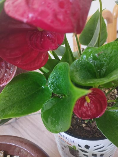 This is a close-up, eye-level, horizontal, medium shot of a potted red anthurium plant. The plant has large, glossy green leaves, some of which are speckled with water droplets. There are at least two red spathes, one prominently in the foreground and another larger one blurred in the background. The spathes are heart-shaped and have a yellow spadix at their center. The plant is in a white decorative pot with an open lattice pattern. The pot sits on a light-colored wooden surface. In the bottom left corner, a portion of a brown ceramic pot is visible. The background is out of focus and shows some vertical, light-colored objects that may be part of the indoor environment. The lighting is moderate, highlighting the sheen on the leaves. This image does not provide any information that would indicate its location in the city of Zarafshan, Uzbekistan.