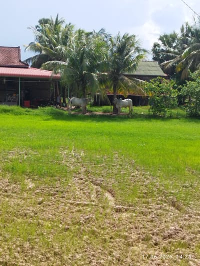 The image depicts an outdoor scene in Tuek Chhou, Cambodia, featuring a partially cultivated field in the foreground and a backdrop of vegetation and structures. In the foreground, there is a field with patches of young green grass interspersed with areas of dry, brown soil. The soil exhibits a rough, uneven texture with visible tracks or indentations.
In the midground, a strip of lush green grass extends across the scene. Behind this grass, two white cows are visible. One cow is standing in the shade of a palm tree, facing left. The other cow is standing further to the right, also white, with its head down as if grazing.
The background reveals several structures and dense vegetation. To the left, a building with a red tiled roof and supporting pillars is partially visible. Adjacent to this building is a darker structure, possibly a covered area or shed, with what appears to be equipment or stored items inside. Further back and to the right, another building with a green corrugated roof is situated amongst palm trees and other dense foliage. The overall environment suggests a rural or semi-rural setting, likely during daylight hours given the bright illumination and clear sky. A timestamp in the lower right corner indicates "17.06.2026 14:25".