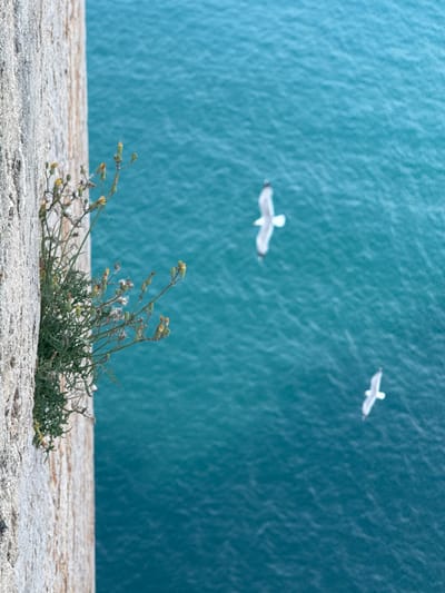 The image presents a high-angle view overlooking a tranquil, turquoise-blue body of water, indicative of the sea or ocean, given the location context of Peníscola, Spain. In the immediate foreground, a patch of hardy green plants, featuring tiny yellow flower buds and some white, fluffy seed heads, emerges from a coarse, light-colored surface, which could be a cliff edge, concrete wall, or sandy ground. This foreground element is sharply in focus.
The expansive water in the midground and background appears slightly textured with small ripples, suggesting calm conditions. Two white seagulls are visible flying over the water. They are out of focus, appearing as soft, indistinct shapes against the blue, with one positioned towards the center-left and the other further away in the upper-right. Their blurred appearance suggests either motion or distance. The sky is not visible in the frame. The scene is illuminated by natural light, indicating it is daytime. The overall impression is one of natural beauty and serenity. No text is visible in the image.