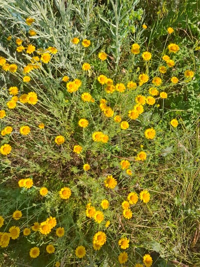A dense, sunlit patch of yellow wildflowers and silvery-green foliage is captured from a high-angle, overhead perspective. The wildflowers, characterized by their numerous small, bright yellow petals and darker yellow centers, are scattered throughout the frame, with some blooming in clusters and others appearing individually. The surrounding vegetation consists of thin, elongated, silvery-green leaves and stems, interspersed with darker green grass and other low-lying plants. The scene is devoid of any human presence or artificial structures. The lighting suggests it is daytime, with sunlight illuminating the flowers and foliage, creating a vibrant and naturalistic scene typical of a meadow or uncultivated area. The specific location in Krasnaya Skala, Russia, is not visually discernible from the image itself.