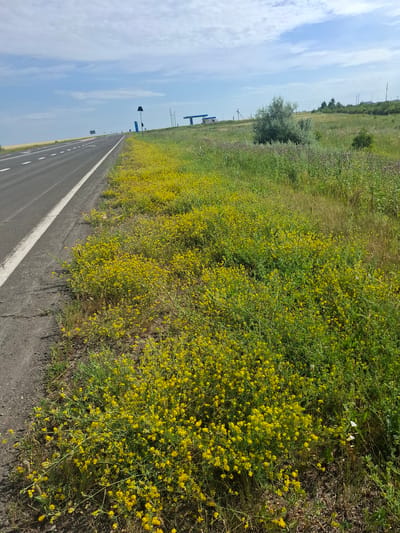 The image depicts a roadside scene with a paved road curving to the left, bordered by a ditch filled with abundant yellow wildflowers. The road has white lane markings. Beyond the wildflowers, a grassy field stretches into the distance, dotted with various plants and a lone shrub. In the far background, a blue structure resembling a gas station canopy is visible, along with utility poles and distant trees. The sky is partly cloudy with a bright, overcast day appearance. The scene is consistent with the outskirts of Atbasar, Kazakhstan, a region known for its flat terrain and steppe vegetation, where such wildflowers are common along roadways during warmer months. There are no people or animals present in the image.