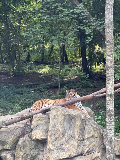 An adult tiger rests on a large rock formation in a forest environment. The tiger is lying down with its head turned to the left, and its body is primarily orange with black stripes. The tiger's paws are visible on the rock. The surrounding area is densely wooded with lush green foliage and trees. A single, rough-barked tree trunk is visible in the foreground on the right side of the image. The lighting suggests it is daytime, with sunlight filtering through the leaves. The location is identified as Klemyatino, Russia.