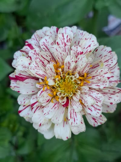 A close-up, top-down view of a dahlia flower with white petals splattered with red markings. The center of the flower features yellow stamens and green pistils. The background is softly blurred green foliage, suggesting an outdoor setting, possibly a garden. The scene does not contain any people or specific identifiable landmarks of Булаев қалалық әкімдігі, Kazakhstan.