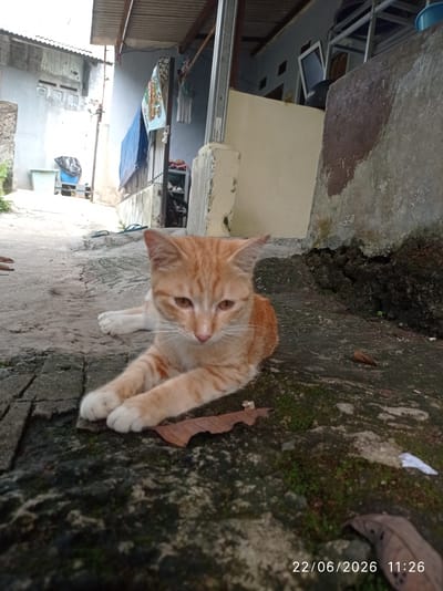 An orange tabby cat is lying on a paved surface in what appears to be an outdoor residential area. The cat is facing slightly to the right and has its paws crossed in front of it. The ground is a mix of concrete slabs and patches of moss or algae. In the background, there is a building with a corrugated metal roof, and some laundry hanging on a clothesline. There are also some plastic containers and a bicycle visible. The overall environment suggests a humble dwelling in a possibly tropical or subtropical climate. The timestamp on the image reads "22/06/2026 11:26". This scene is consistent with a location in Sukaraja, Indonesia, given the architectural style and outdoor setting.