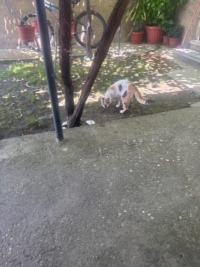 A calico cat with patches of white, brown, and orange is sniffing the ground in a dirt and concrete area. The cat is positioned near a row of brown planter pots, some of which contain green plants. Behind the planters, there are more plants and shadows cast from what appears to be foliage. In the background, a bicycle with a black frame and a light-colored tire is leaning against a wooden structure. Another bicycle wheel is visible further in the background. The ground is a mix of dirt and cracked concrete, with some small stones embedded in the concrete. A metal pole runs vertically in the foreground. The lighting suggests it is daytime, with dappled sunlight indicating the presence of trees or other overhead cover. The scene appears to be outdoors, possibly in a yard or alleyway in Novachene, Bulgaria. There is no discernible text in the image.