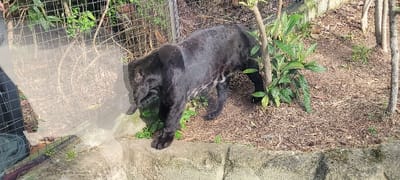 The image depicts a melanistic jaguar or leopard, commonly referred to as a black panther, situated within an outdoor enclosure. This scene is located at the Parc Zoologique de Paris, an institution found in the Bois de Vincennes, adjacent to the city of Saint-Mandé, France. The large feline, predominantly black with faint lighter markings on its underside and flanks, is positioned mid-frame, facing right. Its head is lowered, and it appears to be holding a dark, elongated object in its mouth, interacting with a concrete or artificial rock barrier that delineates the foreground. The animal's front paws are near or on this barrier, while its rear paws rest on the ground. The enclosure floor consists of dark brown wood chips or mulch, mixed with patches of natural earth and sparse green vegetation, including leafy plants and several slender tree trunks. A wire mesh fence is visible across the background and partially blurred in the left foreground, indicating the containment structure. The scene is illuminated by natural daylight.