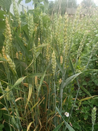 The image depicts a close-up view of a wheat field, with several stalks of wheat prominently featured in the foreground. The wheat heads are in various stages of development, with some appearing greener and less mature, while others are beginning to turn a pale yellow, suggesting they are ripening. The stalks are tall and slender, with long, thin green leaves. The background is blurred, showing a mix of green foliage, and hints of a building and distant trees, indicating an outdoor rural setting. There are no people visible in the image. The scene is captured in natural daylight, with the lighting suggesting an overcast or partially cloudy sky. The overall impression is of a natural agricultural environment.