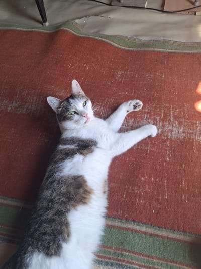 A calico cat with green eyes and white paws is lying on its back on a reddish-brown rug. The rug has green and white stripes at the top. The cat's front paws are extended, and its hind legs are bent. The background shows a table leg and a portion of a beige cloth. The scene appears to be indoors. The location is Vasilevka, Kazakhstan.
