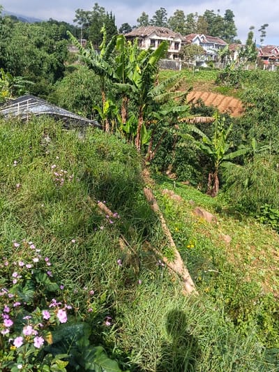 This image depicts a lush, verdant hillside environment within Wenshan City, China, under visible sunlight and a clear sky. The foreground is dominated by dense, tall green grass interspersed with patches of small pink flowers and larger green leaves. A distinct shadow of a person, showing the head and upper torso, is cast on the lower right-center. Diagonal across the mid-ground, several elongated wooden logs are laid down the slope.
Further into the mid-ground, numerous large-leaved plants, likely banana trees, rise prominently amidst other dense green foliage. Beyond this, a tilled earth area, appearing as a reddish-brown patch, is visible on a gentler slope. On the far left, a structure with a dark, possibly corrugated roof and light-colored framework is partially visible, largely obscured by surrounding vegetation.
The background reveals multiple multi-story residential houses situated on a higher, partially wooded slope. These houses feature varying architectural styles, including tiled roofs (some with dormer windows) and facades in shades of white, beige, and grey. Dense tree lines and additional greenery frame the top and sides of the scene. No individuals are explicitly visible within the scene itself, apart from the implied presence of the photographer via their shadow.