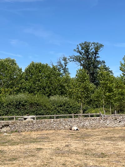 A sheep is lying down in a dry, grassy field, in front of a stone wall topped with a wooden fence. Behind the wall, dense green trees form a backdrop under a clear blue sky. A single, large tree with dark green foliage stands out against the lighter green of the surrounding trees. The scene appears to be a rural landscape, possibly on the outskirts of Rambouillet, France, given the dry grass and stone wall construction. The sheep is the sole living subject in the foreground, appearing relaxed in the sun.