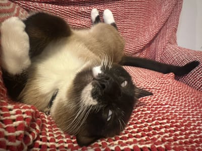 A Siamese cat is lying upside down on a red and white textured blanket, resting its head on the blanket. The cat has dark brown and tan fur with white paws. Its eyes are light blue and open. The blanket is draped over furniture and appears to be indoors. No location in Thora, Australia can be determined from the image.