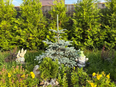This media file depicts a garden scene in Kiskelovo, Russia. The primary subjects are garden decorations, including two rabbit figurines, a garden gnome with a green hat, and a hedgehog figurine. The setting is a lush garden with various plants, including several tall evergreen trees that form a backdrop. In the foreground, there are yellow flowers and green foliage. A small, light blue spruce tree stands in the center of the frame, adding a contrasting color to the greenery. The overall mood is peaceful and whimsical, likely intended to evoke a sense of joy and nature. The time of day appears to be late afternoon or early evening, given the warm lighting and shadows. The weather seems pleasant, with clear skies indicated by the light blue at the top of the image. There are no visible text elements in the image.