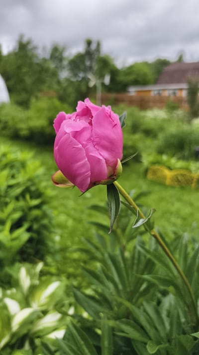 A close-up, vertical, eye-level shot captures a bright pink peony bud, partially unfurled, in the foreground. The flower, with its delicate, layered petals and a single dewdrop clinging to its surface, is slightly off-center to the left. A green stem with two leaves extends from the flower downwards and to the right. The background is a blur of lush green foliage, suggesting a garden setting. In the mid-ground, a wooden fence and a section of a brown-roofed building are visible, indicating proximity to a residential area. The sky above is overcast, contributing to the soft, diffused lighting of the scene. The location is identified as the city of Ermolino, Russia.