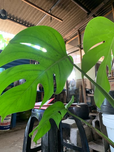 An outdoor scene in Karangkemiri, Indonesia, shows a close-up of a large, vibrant green Monstera leaf with several fenestrations (holes) prominently displayed. The leaf's texture is visible, with subtle veins and small speckles of a darker green. Behind the leaf, a rustic structure with a corrugated metal roof and wooden beams is visible, suggesting an open-air or partially enclosed space. In the background, there are various objects including a black plastic stool, a white bucket, a dark pot on a makeshift stove, and some cardboard boxes, indicating a utilitarian or storage area. The lighting suggests it is daytime, with sunlight filtering through the leaves and roof structure.