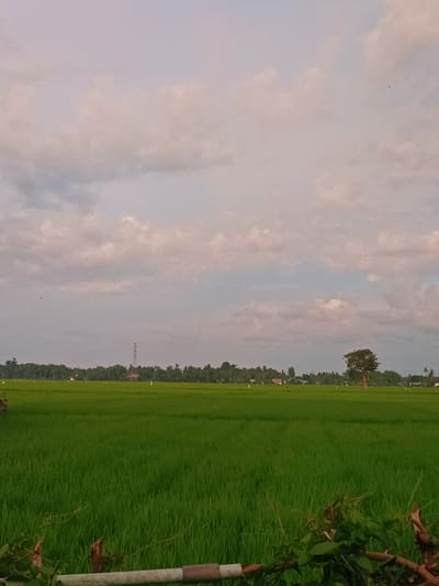 The image depicts a wide expanse of lush green rice fields in Kabat, Indonesia. The fields stretch towards the horizon, meeting a line of trees and scattered houses. In the distance, a tall transmission tower stands prominently against the sky. A solitary, large tree with a full canopy is positioned to the right of the tower. The sky above is filled with a mix of soft, pinkish-white and grey clouds, suggesting either dawn or dusk. A few birds are visible as small dark specks in the sky. The foreground features some vegetation and a metal fence-like structure, partially obscuring the view of the fields. The overall scene conveys a sense of rural tranquility and agricultural landscape.