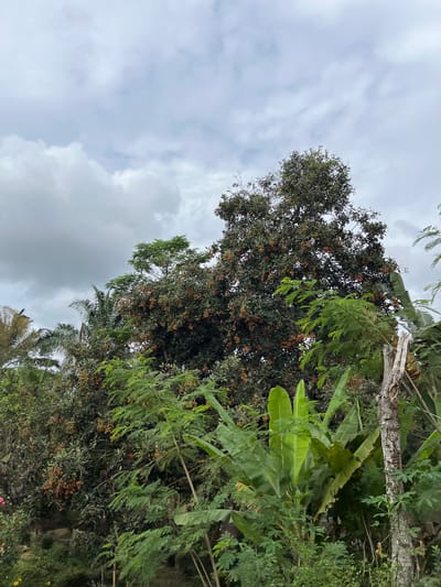 The image depicts a lush, verdant landscape with a variety of trees and plants under a cloudy sky. In the foreground, the leaves of banana trees are prominent, with their large, broad green leaves reaching upwards. To the left of the banana trees, a tree laden with small, round, reddish-brown fruits, likely rambutan, dominates the mid-ground. Other trees with dense green foliage are interspersed throughout the scene, including palm trees peeking out from behind. The sky is overcast with soft, gray clouds, suggesting a temperate or humid climate. The overall impression is one of abundant natural growth in a rural or tropical setting. The image is located in Sukamulia, Indonesia.