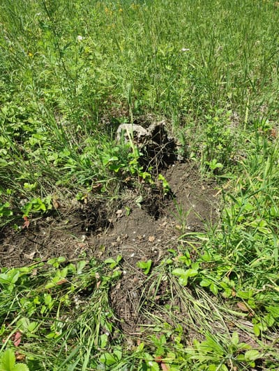 The image shows a patch of disturbed soil in a grassy area, possibly indicating the location of a recent excavation or digging. A small, broken piece of what appears to be concrete or stone is partially embedded in the soil, surrounded by green grass and low-lying plants. The ground is dark and appears moist in places, with some dry leaves and debris scattered around. The scene is bathed in sunlight, casting shadows on the ground. The surrounding environment is a natural landscape with tall grasses and scattered foliage, suggesting an outdoor setting. There are no people or animals visible in the image, nor are there any specific landmarks that would allow for precise identification of the location. The image is a close-up view of the ground and immediate surroundings.
