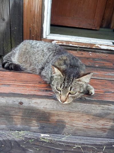 A tabby cat is lying on a wooden porch in front of a doorway. The cat is facing the viewer and its head is resting on the porch. The porch is made of weathered wooden planks. There is a closed door in the background. The scene is outdoors, likely in a rural or suburban area. The location is specified as Borodulikhinsky rural district, Kazakhstan.