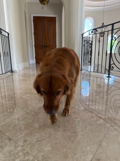 A medium shot captures a golden retriever dog lying on a polished marble floor. The dog is facing away from the camera, with its head turned to the side to look towards the viewer. It has a reddish-brown coat and appears alert. A blue toy is visible on its paw.

The scene is indoors, with a grand staircase and railing in the background. The staircase is made of dark metal with ornate scrollwork and has a white bannister. The floor is a light-colored marble with a subtle pattern. The room is well-lit, suggesting it is daytime. Natural light is coming from arched windows visible in the background.

To the left of the dog, there is a large wooden door with a traditional design. A wall sconce with a glass shade is mounted on the wall next to the door. The overall impression is one of a spacious, elegant, and well-maintained home. No people are visible in the image. The dog appears to be relaxed and possibly playing with its toy. The environment suggests a comfortable and luxurious setting.