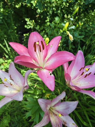 Four pink lilies are in bloom in a garden. The lilies are a vibrant pink and are in various stages of opening. The one in the foreground is the largest and most open, revealing its stamens and pistil. The other lilies are smaller and less open, with their petals curled inward. The lilies are surrounded by lush green foliage, and the background is blurred, suggesting a natural, outdoor setting. There is no evidence to suggest this scene is in Unarokovo, Russia.