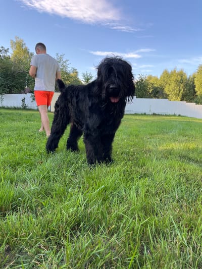 A medium shot captures a Black Russian Terrier standing on a lush green lawn with a man in the background. The dog, with its characteristic shaggy black fur, faces the camera with its tongue slightly out. The man, viewed from the back, wears a grey t-shirt and bright orange shorts, and appears to be looking down. The environment is an outdoor setting, likely a backyard, with a white picket fence visible behind the dog and trees lining the background. The sky above is a clear blue with scattered white clouds, suggesting it is daytime. The image is framed to emphasize the dog, with the man serving as a secondary element.