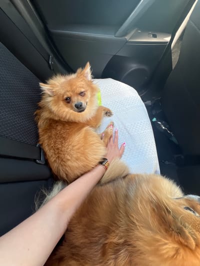 Two Pomeranian dogs are sitting in the back seat of a car. The dog in the foreground is lying on its back, looking up at the camera with its eyes closed and tongue slightly out. It is a light brown color with fluffy fur. The dog in the background is partially visible, with its head and back facing away from the camera. It is also a light brown color with fluffy fur. A woman's arm is resting on the dog in the background, and she is wearing a watch on her wrist. The dogs are on a textured grey car seat, and the background shows the interior of the car, including the headrest and a water bottle on the floor. The lighting suggests it is daytime.