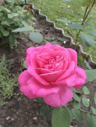 A close-up shot features a vibrant pink rose in full bloom, its petals tightly furled towards the center. The rose is positioned slightly off-center to the right of the frame, set against a backdrop of dark soil and blurred greenery. To the right and behind the rose, a decorative, wavy-edged border separates the garden bed from a grassy area. The soil contains small pebbles and appears somewhat dry. In the background, the lawn is rendered in soft focus, with patches of green and some lighter-colored specks that could be leaves or other organic matter. A thin, dark stem with several green leaves extends from the lower right corner towards the rose. The overall lighting suggests an outdoor setting, possibly under natural daylight. The scene appears to be a garden in Bystryk, Ukraine. There are no people or animals visible in the image.