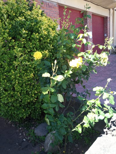 The image captures a small garden area in front of a building with red roller doors, located in Castellfollit de la Roca, Spain. To the left, a dense, green shrub with variegated yellow-green leaves forms a backdrop. In the center and right, a rose bush with yellow roses and multiple buds is the primary focus. The ground is a mix of dark soil, small rocks, and some green ground cover. The building wall is constructed of red brick, and the ground in front of it is paved with reddish-brown tiles laid in a linear pattern. The scene is illuminated by natural daylight, casting shadows on the ground. There are no people or animals visible in the image.