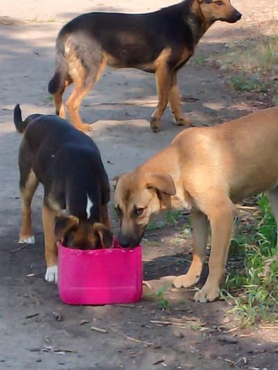 Two dogs, one dark-colored with tan markings and the other tan, are drinking from a bright pink plastic container on a dirt path. Another tan and black dog stands behind them, facing to the right. The scene appears to be in a rural or outdoor area with sparse vegetation. The image was taken in Psilske, Ukraine.