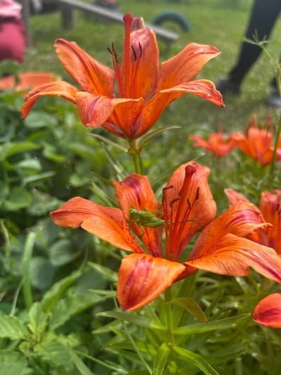 This is a close-up, eye-level outdoor shot of orange lilies. The foreground lily has a green grasshopper perched on its petals. Behind it, another lily is slightly out of focus. In the background, a blurred scene shows green grass, the legs of a person wearing dark pants and shoes, and hints of other lilies. The lighting is natural, suggesting daytime. The image is in focus on the lilies and the grasshopper. The scene is set in Staraya Sal'ya, Russia, likely a garden or park.