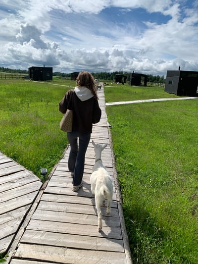In the city of Opsaŭski sielski Savet, Belarus, a person with long, wavy brown hair, wearing a dark brown hooded sweatshirt over a white hoodie and dark pants, walks along a wooden boardwalk. The person is accompanied by a white goat. In the background, several modern black cabins with slanted roofs are scattered across a lush green field. A wooden fence separates the field from a distant treeline. The sky is filled with dramatic white clouds against a bright blue expanse. Sheep are visible grazing in the field between the cabins. The scene appears to be a rural resort or glamping site.