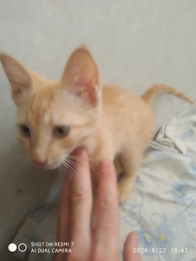The image shows an orange kitten being petted by a human hand. The kitten is looking towards the camera, and its ears are perked up. The background appears to be a light-colored wall. The kitten is resting on a surface that looks like a patterned blanket or bedsheet, with blue floral designs. In the bottom right corner of the image, a date and time stamp is visible: "2026/6/22 18:47". There is also a watermark in the bottom left corner stating "SHOT ON REDMI 7 AI DUAL CAMERA". The image does not contain information to determine its location within Khalkabad, Uzbekistan.